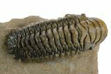 Detailed Crotalocephalina Trilobite - Atchana, Morocco #348125-3